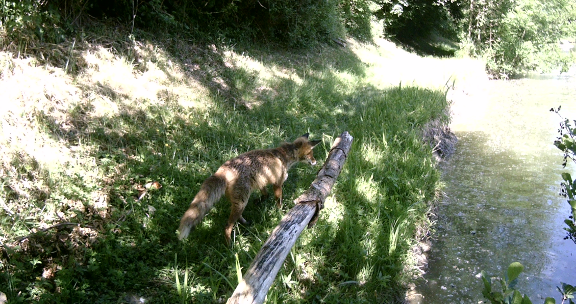 Fuchs-Mai